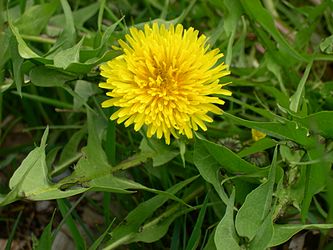 Taraxacum officinale