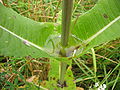 Water is held back in leaves