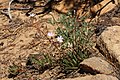 Lewisia columbiana