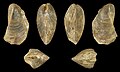 * Nomination Shell of a fossil horse mussel, Modiolus giganteus --Llez 10:20, 16 October 2024 (UTC) * Promotion  Support Good quality. --Poco a poco 19:27, 16 October 2024 (UTC)