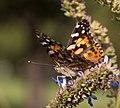 * Nomination Painted lady (Vanessa cardui) in Brooklyn Botanic Garden. --Rhododendrites 01:04, 11 October 2017 (UTC) * Promotion  Support - Good quality. -- Ikan Kekek 03:36, 11 October 2017 (UTC)