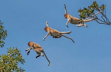 Proboscis monkey Nasalis larvatu composite