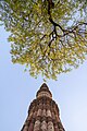 * Nomination: Qutb Minar in the evening seen along with Neem TreeThis place is a UNESCO World Heritage Site under the reference 233.I, the copyright holder of this work, hereby publish it under the following license:This image was uploaded as part of Wiki Loves Monuments 2024. By User:Shikhers --Sumitsurai 03:12, 18 October 2024 (UTC) * * Review needed