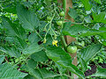 Flowers and young tomatoes