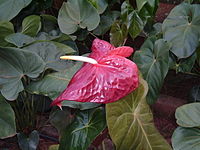 Anthurium andraeanum