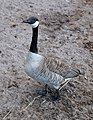 * Nomination: Canada Goose (Branta canadensis). --kallerna 17:18, 30 July 2009 (UTC) * * Review needed