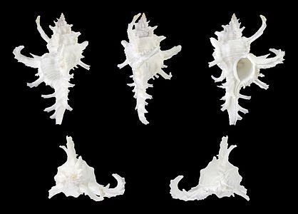 Five views of a shell of an Axicornis Murex