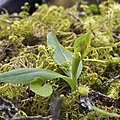 * Nomination Green Bird Orchid (Chiloglottis cornuta) --LC-de 21:58, 16 January 2012 (UTC) * Decline The image can be VI. The leaf of the left is out (cutted), the blurred branch in the foreground is disturbing, the image seems tilted to me--Lmbuga 20:15, 17 January 2012 (UTC)