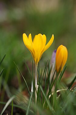 Gold-Krokus (Crocus flavus)