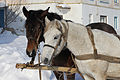 * Nomination Horses closeup. -- George Chernilevsky 20:52, 23 December 2012 (UTC) * Promotion Good quality. --Vassil 21:46, 23 December 2012 (UTC)