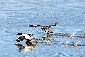 Flying ducks Mergus merganser