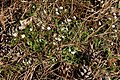 Deutsch: Acker-Spark (Spergula arvensis) English: Corn spurry