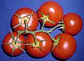 Tomatentross gelber Blütenkelch Äthylen / tomato cluster yellow corona Ethylen