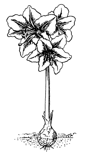 File:Amaryllis 1 (PSF).png