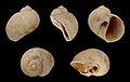 * Nomination Shell of a Miocene gastropod, Natica burdigalensis --Llez 08:19, 30 December 2011 (UTC) * Promotion Good quality & useful. --PierreSelim 17:37, 30 December 2011 (UTC)