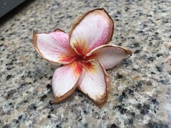 Plumeria frangipani pink.jpg