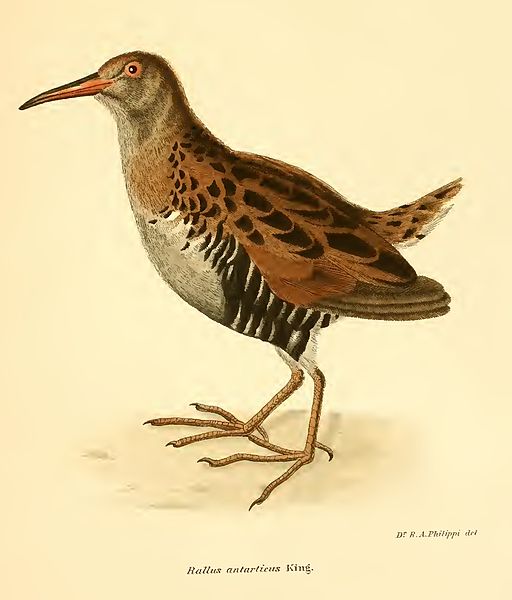 File:Rallus antarticus K.jpg