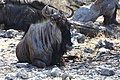 * Nomination Chilled Blue Wildebeest in Etosha National Park. --Alchemist-hp 01:15, 17 January 2012 (UTC) * Promotion QI for me. --Aleks G 00:06, 18 January 2012 (UTC)