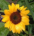 Sunflower and bee