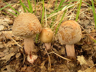 Amanita rubescens