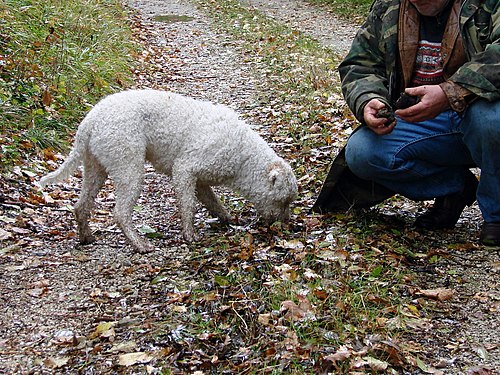 Lagotto romagnolo en quête de truffes