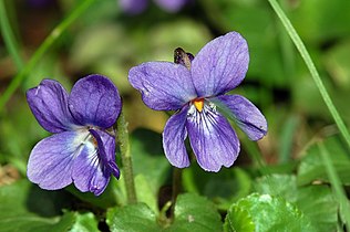 sweet violet (Viola odorata)