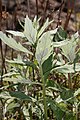 Artemisia suksdorfii