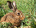 * Nomination Brown Hare with about 30px more at the top than last time--Benjamint 12:54, 5 October 2007 (UTC) * Promotion The crop is still tight, but there is really good detail and lighting that make it QI in my opinion. Dori - Talk 05:13, 6 October 2007 (UTC)