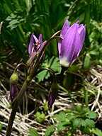 Dodecatheon jeffreyi