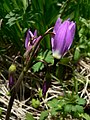 Dodecatheon jeffreyi