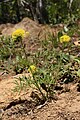 Lomatium brandegeei