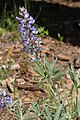 Lupinus latifolius