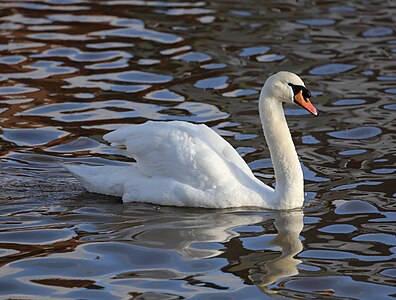 Mute Swan (Cygnus olor)