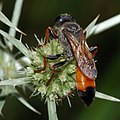 Deutsch: Heuschreckensandwespe (Sphex funerarius) English: Digger wasp