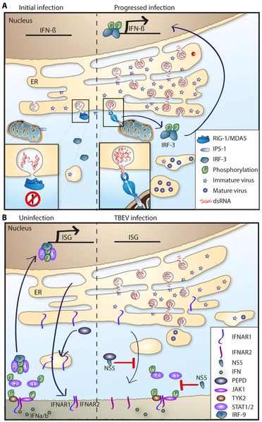 File:Viruses-10-00340-g004.png