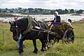 Fête du goémon 2012 : le transport du goémon dans la charrette 2