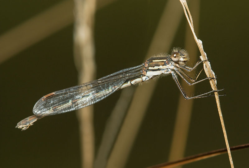 File:Austrolestes analis.jpg