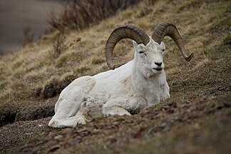 Dall sheep