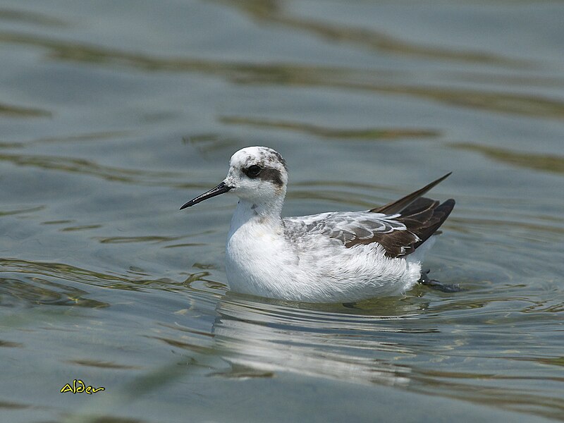 File:Red-necked Phalarope 1336.jpg