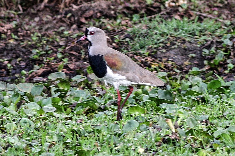 File:Southern Lapwing (Vanellus chilensis) (8077573890).jpg