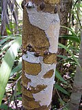 Thumbnail for File:Calophyllum bicolor 17573049.jpg