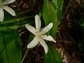 Clintonia uniflora