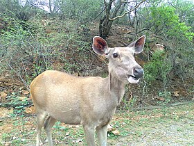 Female sambar deer in Rajasthan, India