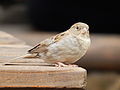 Deutsch: Wilder Haussperling (Passer domesticus) im Tierpark Bochum. English: Feral house sparrow (Passer domesticus) in the Tierpark Bochum, Germany.   This file was uploaded with Commonist.