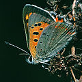 female