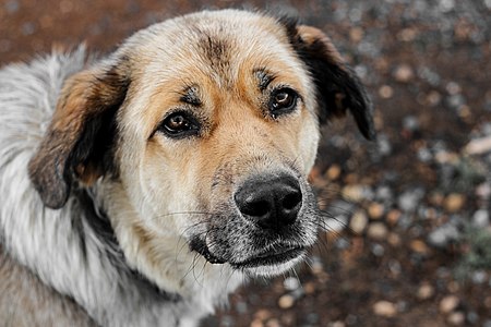 An individual of spanish mastiff.