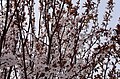 * Nomination: Cherry trees on Middleton Boulevard, Nottingham. Mattbuck 13:59, 15 December 2012 (UTC) * * Review needed