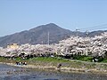 Mt.Hiei and Sakura