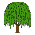 Weeping willow.svg