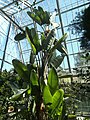 Deutsch: Im Savannenhaus des Botanischen Gartens Bochum. English: Inside the savannah greenhouse of the Bochum botanical garden.